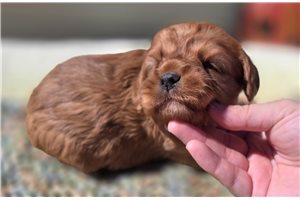 Diana - Cavapoo for sale