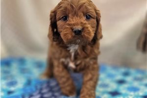 Charlie - puppy for sale