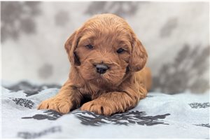 Phillip - Cavapoo for sale
