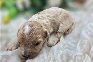 Agate - puppy for sale