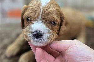 Augustus - Cavapoo for sale
