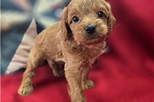 Onyx - Cavapoo for sale