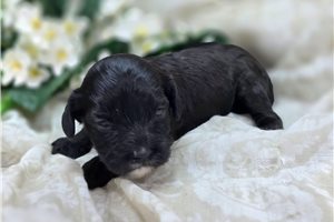 Edith - puppy for sale