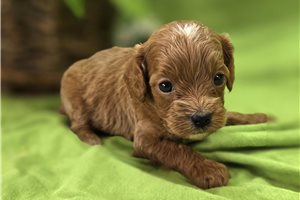 Opal - Cavapoo for sale