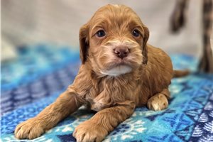 Drake - puppy for sale