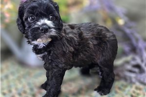 Buttons - puppy for sale