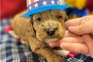 Icon - Cockapoo for sale