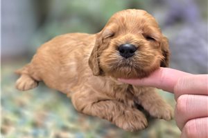 Adri - Cockapoo for sale