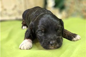 Peanut - puppy for sale