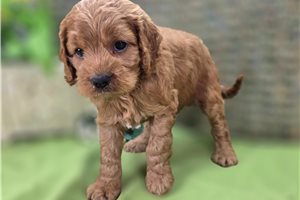 Latka - Cockapoo for sale