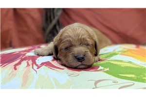 Adri - puppy for sale