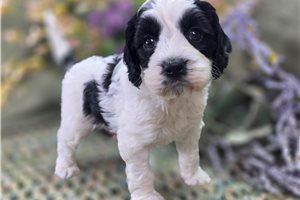 Bugsy - Cockapoo for sale