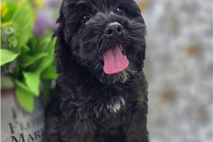 Adeline - Cockapoo for sale