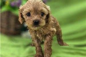 Laura - Cockapoo for sale