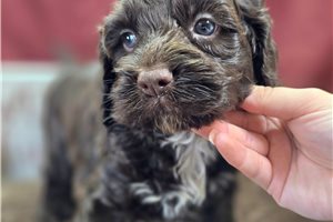 Baxter - Cockapoo for sale
