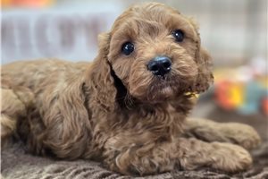 Cayenne - Cockapoo for sale
