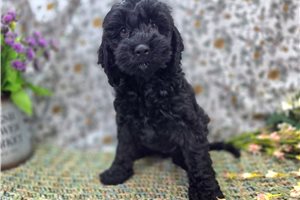 Dusk - Cockapoo for sale