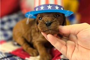 Lavender - Cockapoo for sale