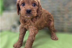 Layla - Cockapoo for sale