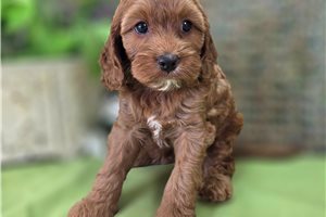 Ibby - Cockapoo for sale