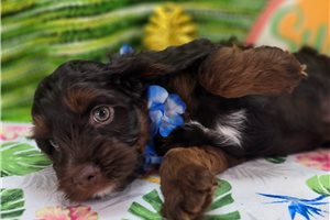 Pumpkin - Cockapoo for sale