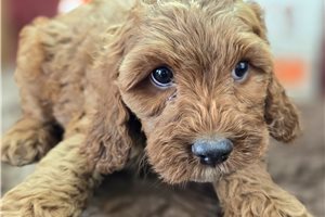 Cumin - Cockapoo for sale