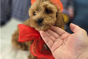 Laura - Cockapoo for sale