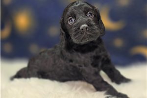 Dusk - Cockapoo for sale