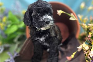 Buttons - Cockapoo for sale
