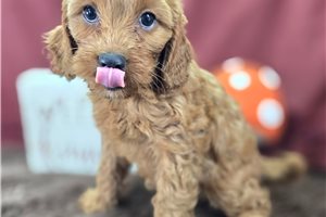 Parsley - Cockapoo for sale