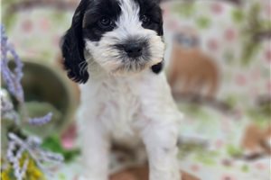 Bernard - Cockapoo for sale
