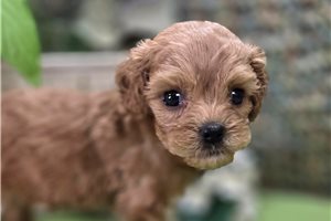 Laura - Cockapoo for sale