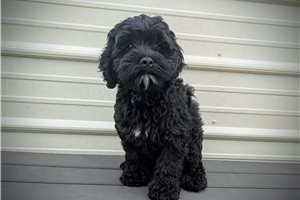 Adeline - Cockapoo for sale