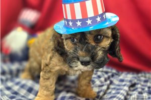 Agatha - Cockapoo for sale