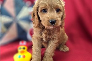 Latka - Cockapoo for sale
