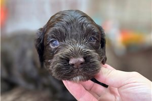 Baxter - Cockapoo for sale