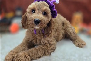 Barley - Cockapoo for sale