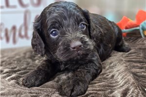 Blaine - Cockapoo for sale