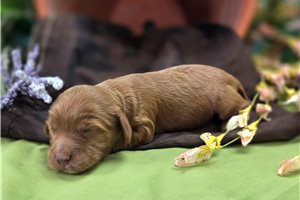 Ibby - puppy for sale