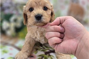 Adler - Cockapoo for sale