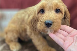 Paprika - Cockapoo for sale