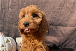 Parsley - Cockapoo for sale