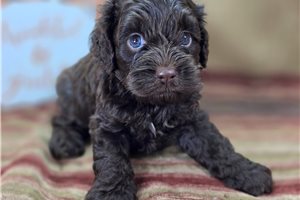 Bambi - Cockapoo for sale