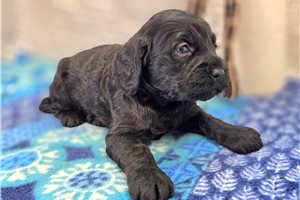 Dusk - Cockapoo for sale