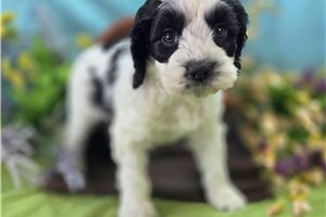 Bugsy - Cockapoo for sale