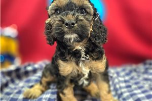 Addie - Cockapoo for sale