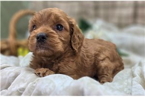 Layla - Cockapoo for sale
