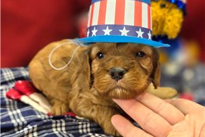 Indie - Cockapoo for sale