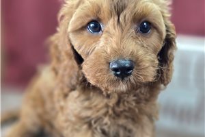 Cayenne - Cockapoo for sale