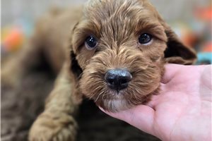 Cumin - puppy for sale